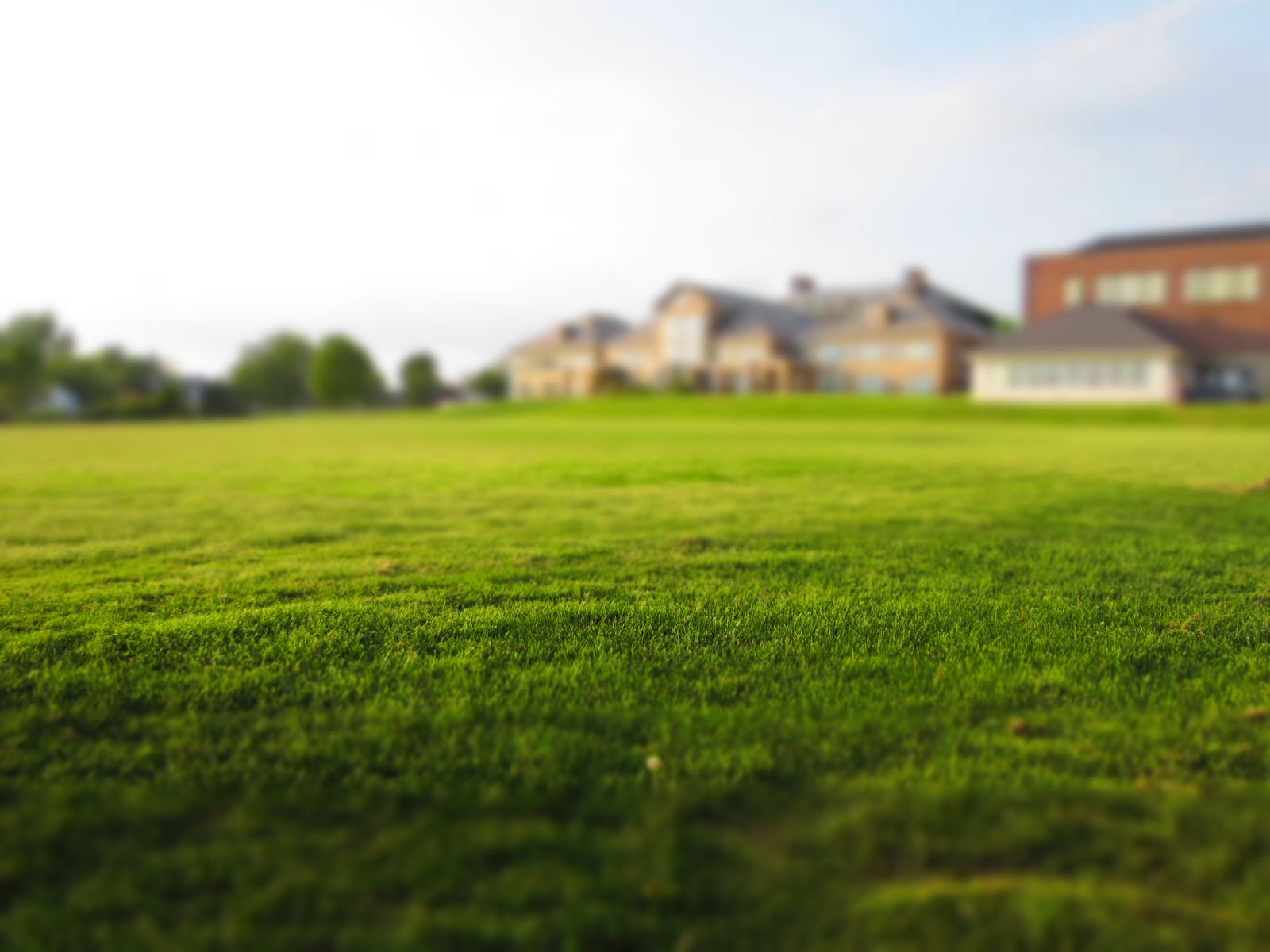 Green residential lawn through the growing season